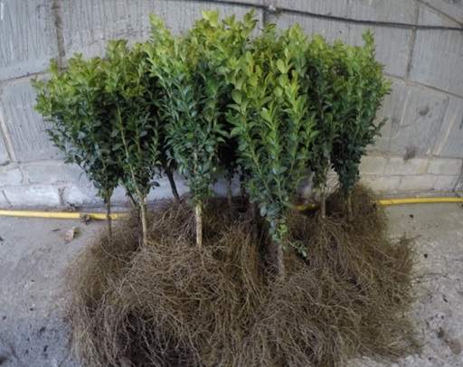 How to plant and grow bare root hedging, shrubs and trees